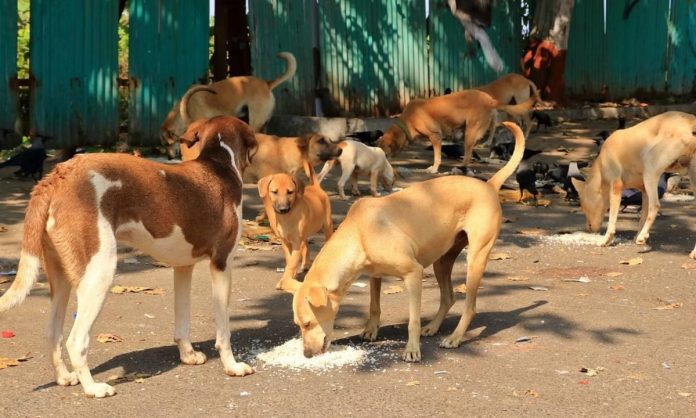 reporterlive_2024-03_70a5e8a2-5faa-484b-b2ed-8b35af3d3211_stray_dog