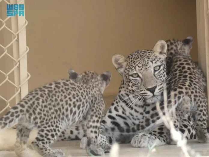 KPj2AUeIQEq4IYjRBZA7u8ajMk6soAr3nNHVxGkJ