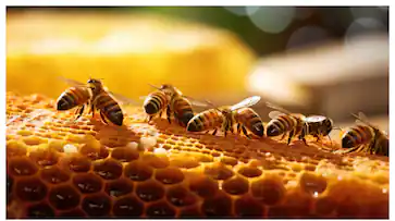 fotojet--93-_363x203xt