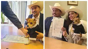 newyork-legally-allows-your-dog-to-be-your-wedding-witness_363x203xt