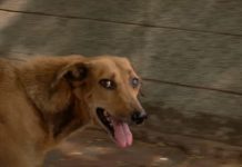 അമ്മയുടെ മടിയിൽ ഇരുന്ന ഒന്നര വയസുകാരന്റെ മുഖത്ത് കടിച്ച് തെരുവ് നായ, പരുക്ക്