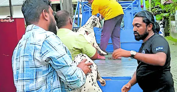 dog-rescue-by-spca-image-1