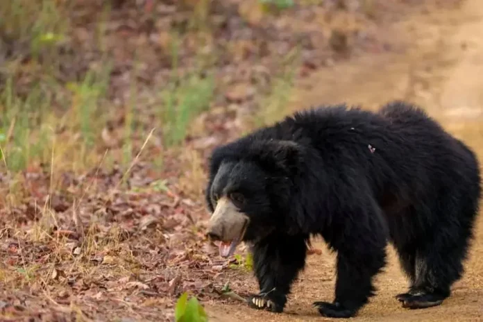 newsmalayalam_2025-08-12_l5ltqp8q_എട്ടുവയസുകാരനെ-കരടി-ആക്രമിച്ച്-കൊലപ്പെടുത്തി