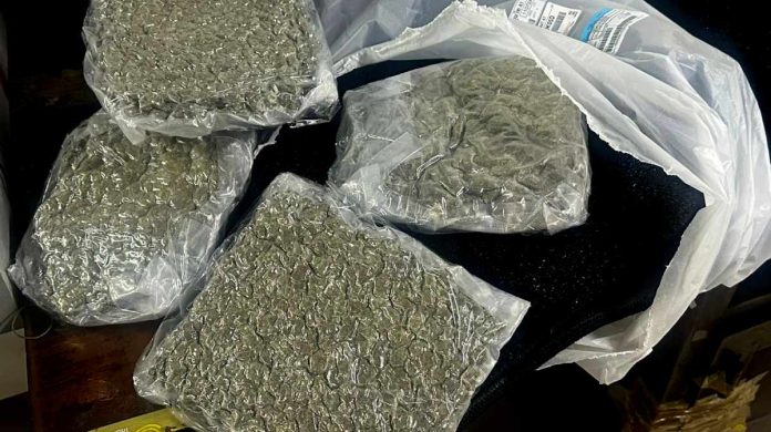 hybrid-ganja-seized-kerala-customs-drug-bust