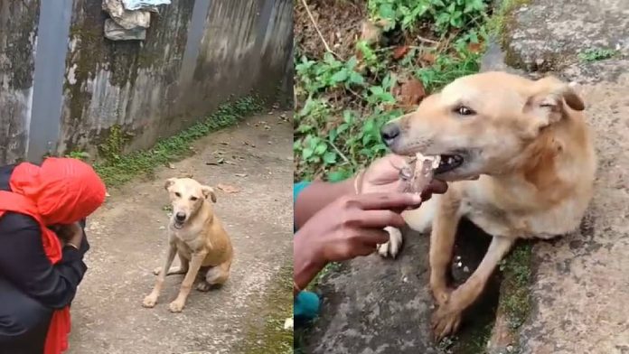 newsmalayalam_2025-09-22_j41juby1_dog