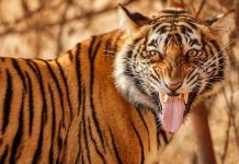 വയനാട്ടിൽ കടുവ ആക്രമണത്തിൽ ഒരാൾ കൊല്ലപ്പെട്ടു