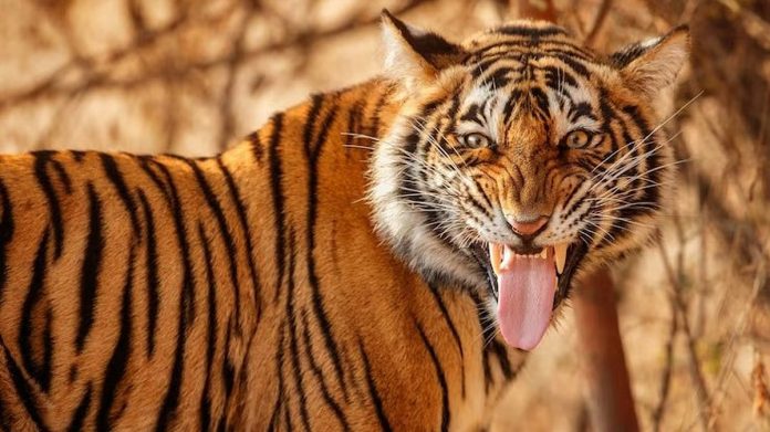 newsmalayalam_2025-10-18_o2kj83xp_Tiger