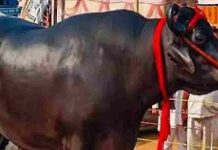 കേട്ടാല് ഞെട്ടും പക്ഷെ കാര്യം സത്യമാണ്; ഒരു പോത്തിന്റെ വില 23 കോടി