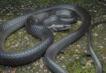 സംസ്ഥാനത്ത് വീണ്ടും പാമ്പുകടിയേറ്റ് മരണം; കണ്ണൂരില് സ്ത്രീ മരിച്ചു