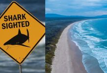 സ്രാവിൻ്റെ ആക്രമണത്തിൽ യുവതി കൊല്ലപ്പെട്ടു; ഒരാൾക്ക് പരിക്ക്