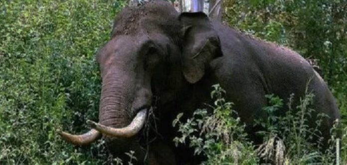 C609WpIzYDSTRs0SVv32JLFEgITWA0f1AIpozJH5