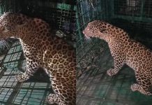 ഒടുവിൽ പുലി കുടുങ്ങി; കൂട്ടിലായത് മണ്ണാർക്കാട് പാലക്കയത്ത് ജനവാസ മേഖലയിൽ ഇറങ്ങിയ പുലി