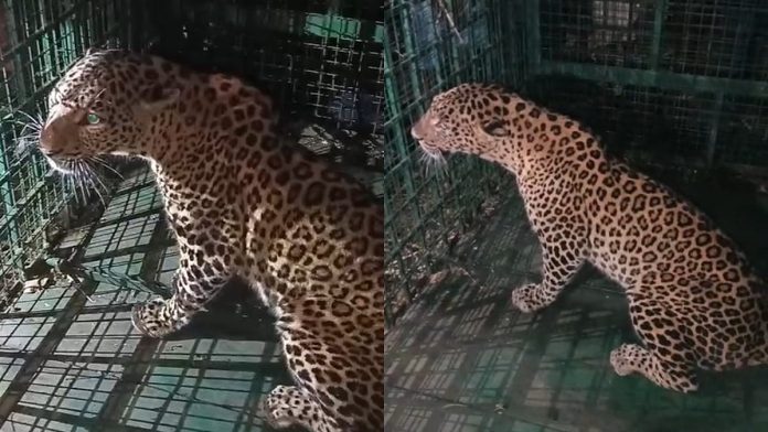 newsmalayalam_2025-12-20_dpzurvl4_Leopard