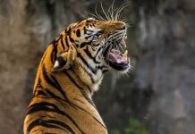 ജനവാസ മേഖലയിലെ കടുവാ സാന്നിധ്യം; പനമരം, കണിയാമ്പറ്റ ഗ്രാമപഞ്ചായത്തിലെ വിദ്യാഭ്യാസ സ്ഥാപനങ്ങൾക്ക് നാളെ അവധി