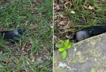 ചെന്നൈയിൽ പക്ഷിപ്പനി സ്ഥിരീകരിച്ചു: നൂറുകണക്കിന് കാക്കകൾ ചത്തൊടുങ്ങുന്നു; അതീവ ജാഗ്രതാ നിർദ്ദേശം