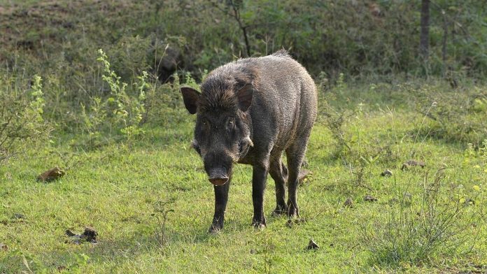 newsmalayalam_2026-02-21_55hjx5ja_Wild-pig-attack