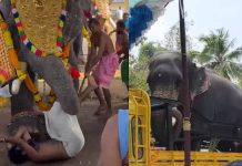 ശീവേലിയ്ക്ക് കോലം കെട്ടുന്നതിനിടെ യുവാവിനെ തുമ്പിക്കൈ കൊണ്ട് എടുത്തെറിഞ്ഞ് ആന