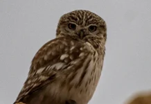 സഊദിയുടെ വടക്കൻ അതിർത്തി മേഖലയിൽ ‘കുഞ്ഞൻ മൂങ്ങ’യെ കണ്ടെത്തി