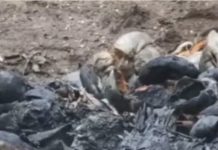 നെയ്യാറ്റിന്കരയില് വയോധിക ചിതയൊരുക്കി ആത്മഹത്യയ്ക്ക് ശ്രമിച്ചു; നില അതീവ ഗുരുതരം