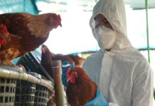 കോഴിക്കോട് പക്ഷിപ്പനി; 5 പഞ്ചായത്തുകളിൽ വളർത്തുപക്ഷികളെ കൊന്നൊടുക്കി