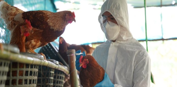 birds-flu