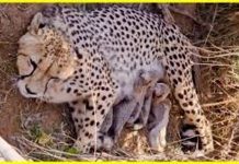 ജ്വാല ജന്മം നൽകിയത് അഞ്ച് കുഞ്ഞുങ്ങൾക്ക്; രാജ്യത്തെ ചീറ്റപ്പുലികളുടെ എണ്ണം ഇനി 53