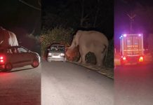 മൂന്നാറിൽ ഭീതി പരത്തി പടയപ്പയുടെ പരാക്രമം, വാഹനങ്ങൾക്ക് നേരെ ആക്രമണം