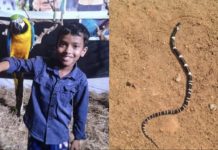 കുട്ടികൾ ഉറങ്ങിക്കിടക്കുന്നതിനിടെ തലയണയുടെ അടിയിൽ വിഷപ്പാമ്പ്; പാമ്പ് കടിയേറ്റ് എട്ട് വയസ്സുകാരന് ദാരുണാന്ത്യം, സഹോദരൻ്റെ നില അതീവ ഗുരതരം
