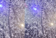 കോടാലിയിലെ വീട്ടിൽ വീണ്ടും പാമ്പ്; അഞ്ചാമത്തെ പാമ്പിനെ കണ്ടെത്തിയത് ശുചിമുറിയിൽ