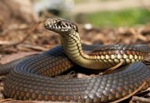 ഉറക്കം കെടുത്തി പാമ്പുകൾ; മൂർഖൻ്റെ കടിയേറ്റ നാലരവയസുകാരിയടക്കം ഗുരുതരാവസ്ഥയിൽ