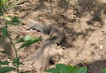 അമ്മയെയും മകനെയും കൊന്ന് കുഴിച്ചുമൂടി? പൊലീസ് പരിശോധനയില് ശരീരഭാഗങ്ങള് കണ്ടെടുത്തു