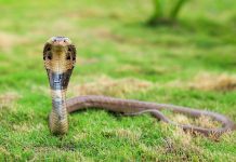 കാസർഗോഡ് നാലര വയസുകാരിയെ മൂർഖൻ പാമ്പ് കടിച്ചു; കുട്ടിയുടെ നില ഗുരുതരം