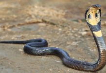 സംസ്ഥാനം പാമ്പുഭീതിയിൽ; ഇന്നലെ മാത്രം 23 പാമ്പുകടിയേറ്റ കേസുകൾ