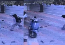 സ്കൂട്ടറിൽ നിന്നു സാധനങ്ങൾ എടുക്കാനെത്തി വിദ്യാർഥി, പാഞ്ഞടുത്ത് പാമ്പ്